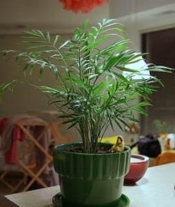 Houseplant