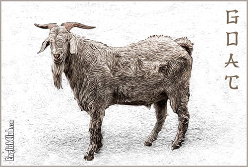 Goat - Chinese Zodiac Animal