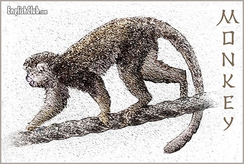 Monkey - Chinese Zodiac Animal