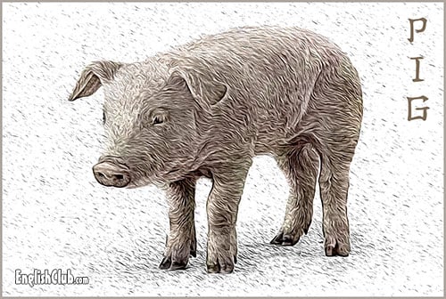 Pig - Chinese Zodiac Animal