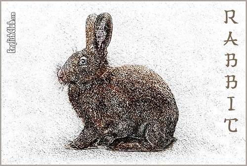 Rabbit - Chinese Zodiac Animal