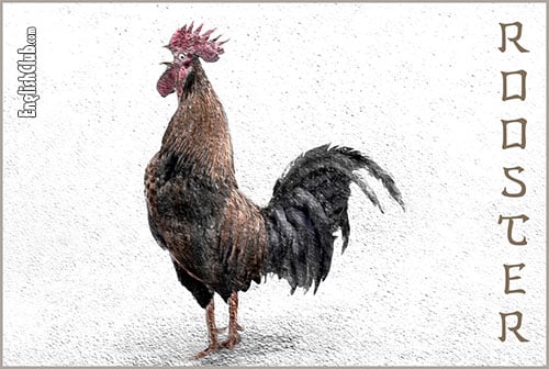 Rooster - Chinese Zodiac Animal