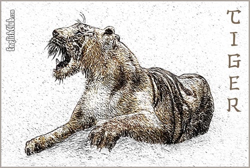 Tiger - Chinese Zodiac Animal