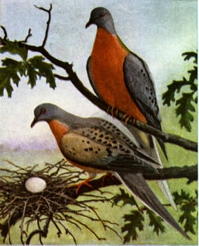 Passenger Pigeon