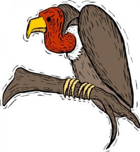 Vulture