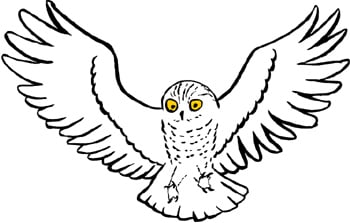 owl