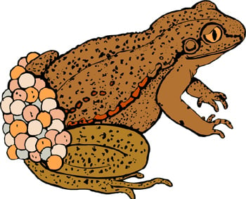 In Fifties Britain Injecting A Small Toad Was Seen As The Most Reliable Pregnancy Test