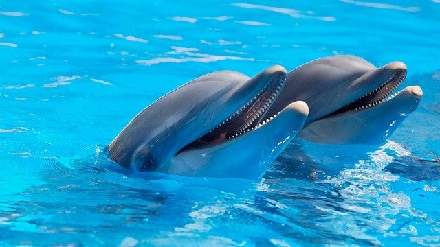 The Smartest Animals in the Sea | EnglishClub.com