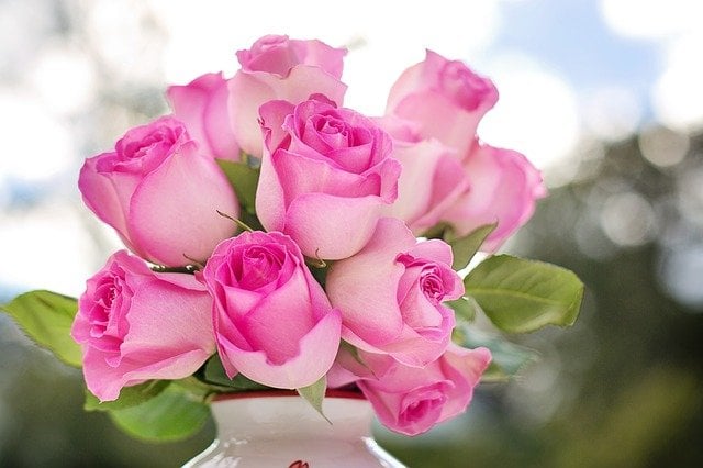 pink roses in vase