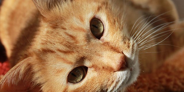 cat mayor