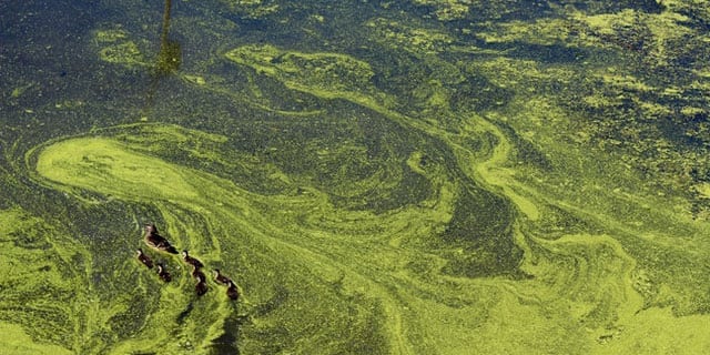 eutrophication