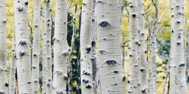 Learn about Pando