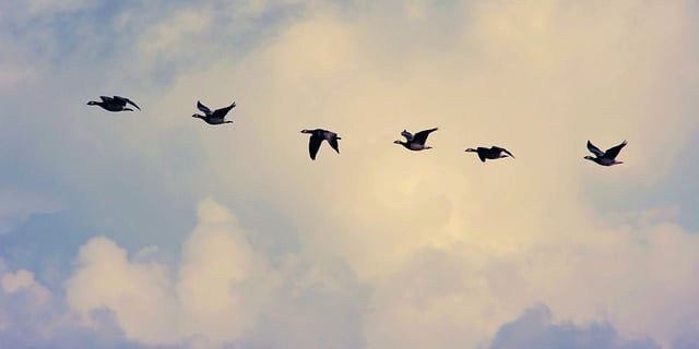 bird migration