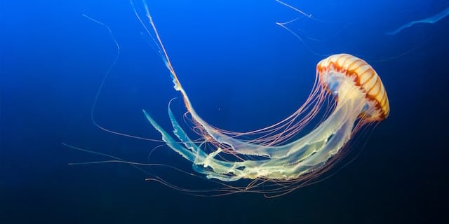 jellyfish