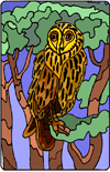 owl