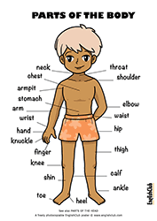 Parts of the Body