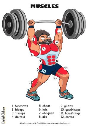 Muscles vocabulary