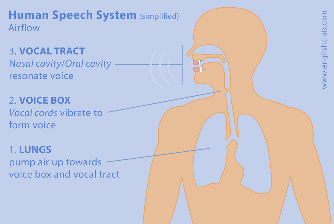 speech organ in english meaning