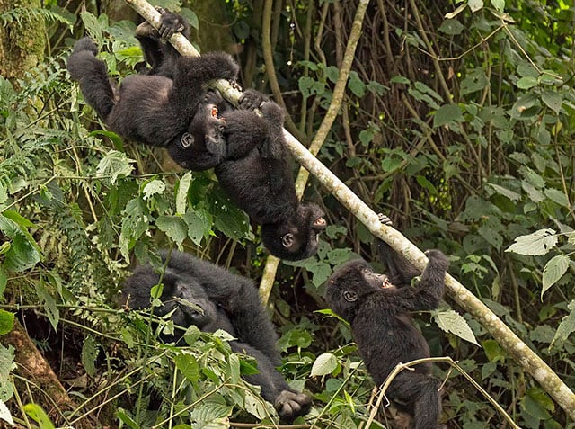 World Wildlife Fund (WWF) | Reading | EnglishClub World Wildlife Fund (WWF) | Reading | EnglishClub