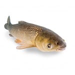carp