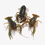 crayfish