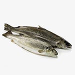 trout