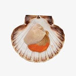 scallop