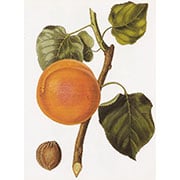 apricot