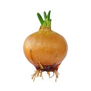 onion