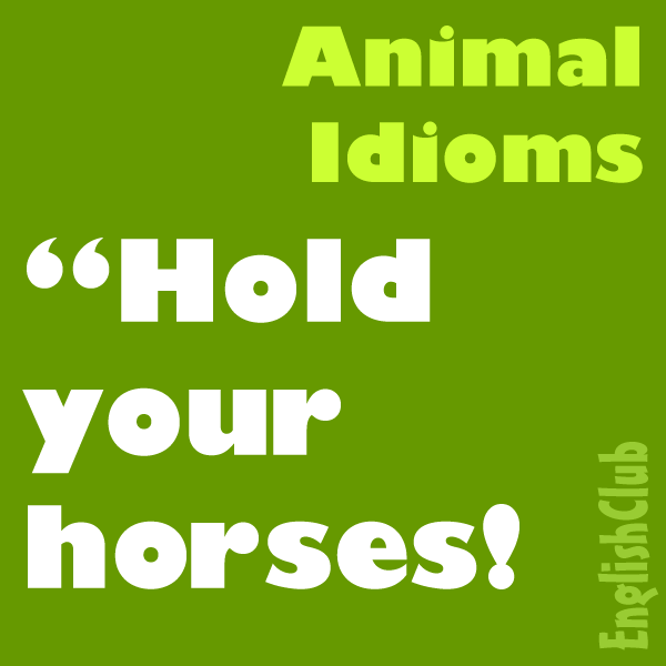 Animal Idioms | Vocabulary | EnglishClub