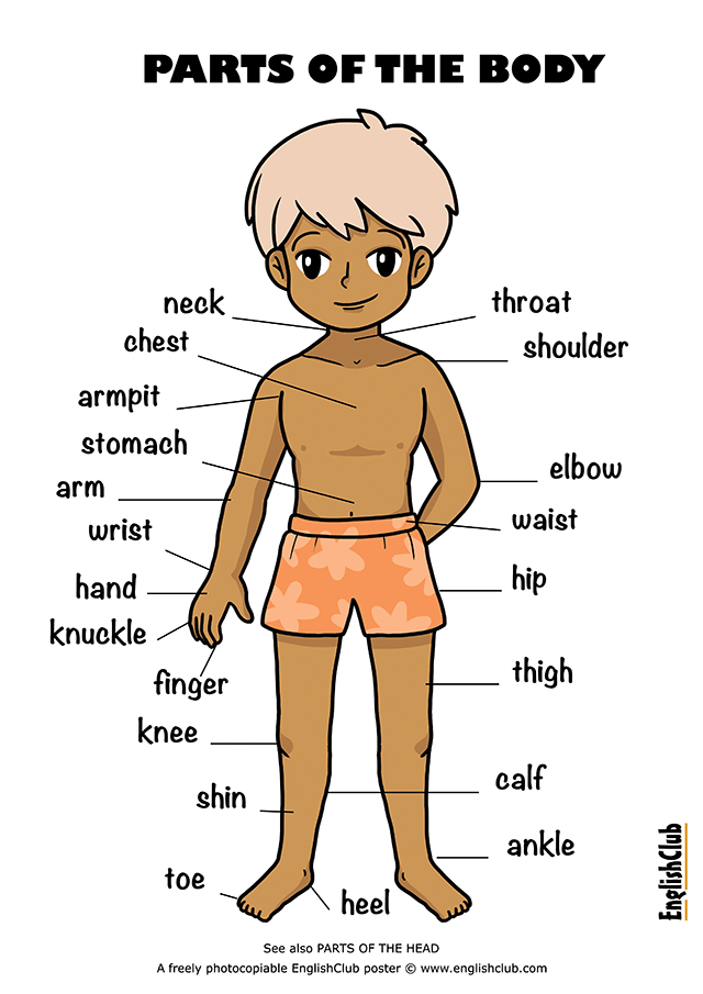 body vocabulary